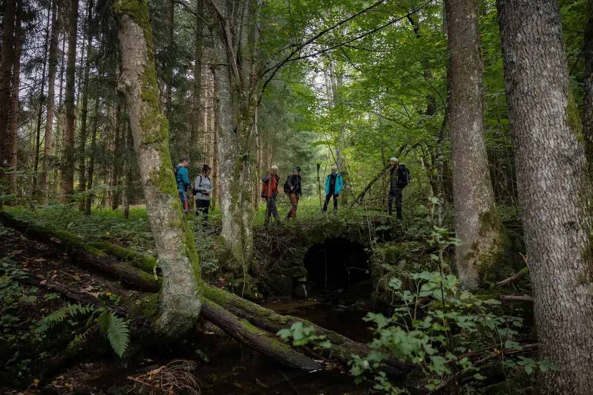 Waldgang durch Böhmerwald